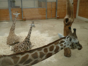 Giraffenhaus_Opel_zoo