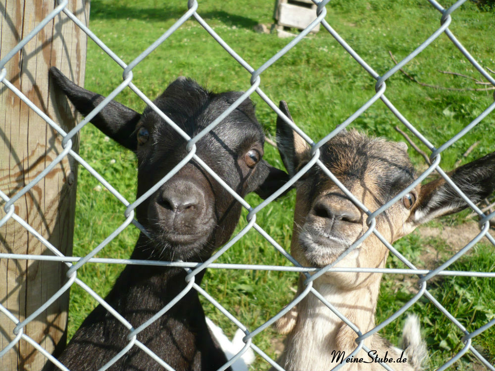 Zwei Ziegen Wildpark Haibach